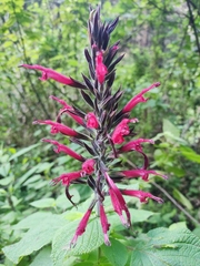 Salvia longistyla