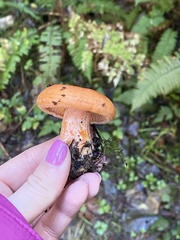 Lactarius aestivus
