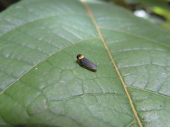 Plectoderes collaris