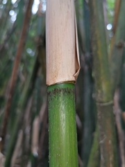 Bambusa multiplex