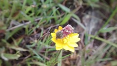 Heliothodes diminutiva