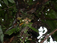 Gastrochilus somae