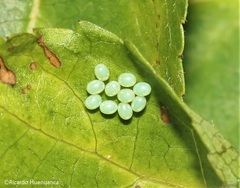 Ditomotarsus punctiventris