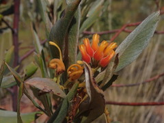 Grevillea refracta