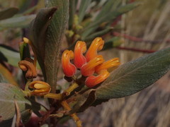 Grevillea refracta