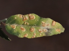 Wilsoniana platensis