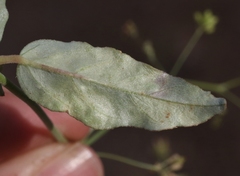 Wilsoniana platensis