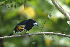 Capito maculicoronatus