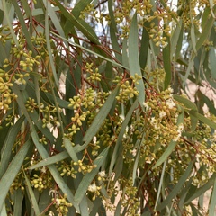 Eucalyptus largiflorens
