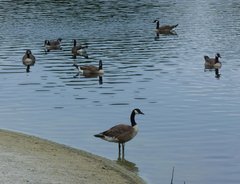 Branta canadensis