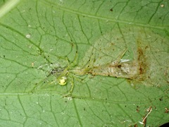 Meotipa spiniventris