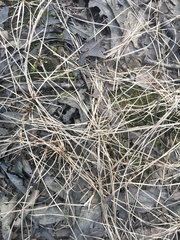 Eleocharis wolfii