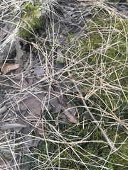 Eleocharis wolfii