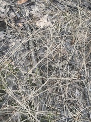 Eleocharis wolfii