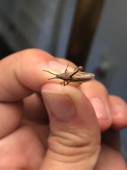 Chariesterus antennator