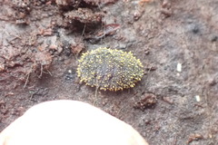 Holacanthella spinosa