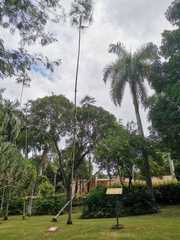 Coccothrinax argentea