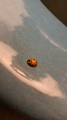 Harmonia axyridis