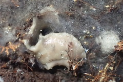 Australopacifica garveyi