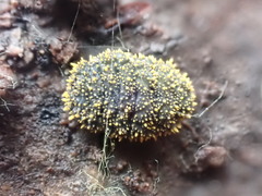Holacanthella spinosa