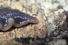 Australopacifica garveyi