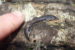 Australopacifica garveyi