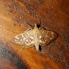 Prenesta fenestrinalis