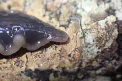 Australopacifica garveyi