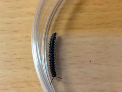 Chondromorpha xanthotricha