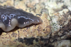 Australopacifica garveyi
