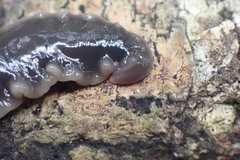 Australopacifica garveyi