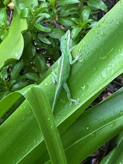 Anolis carolinensis