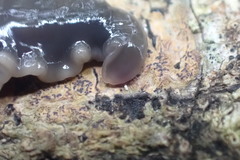 Australopacifica garveyi