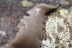 Australopacifica garveyi