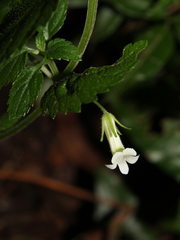Stemodia peduncularis