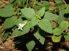 Stemodia peduncularis