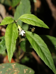 Lobelia longicaulis