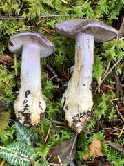 Glaucopodes