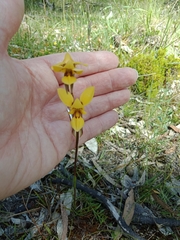 Diuris brevifolia
