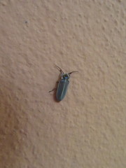 Coleoptera