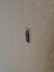 Coleoptera