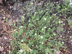 Stellaria neglecta