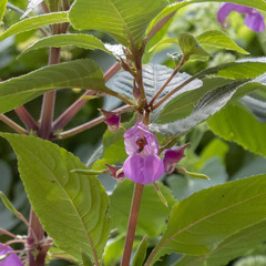 Impatiens khasiana