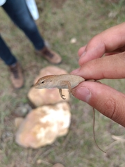 Anolis quercorum
