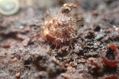 Pulchridomus barbatula