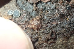 Pulchridomus barbatula