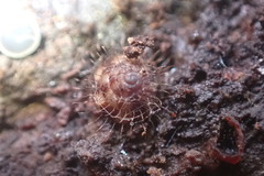 Pulchridomus barbatula