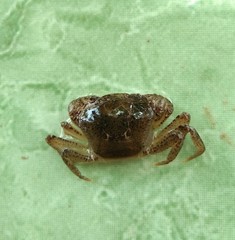 Parathelphusa convexa