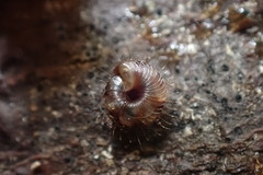 Pulchridomus barbatula