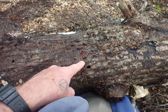 Pulchridomus barbatula